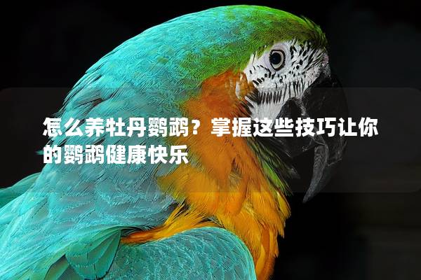 怎么养牡丹鹦鹉？掌握这些技巧让你的鹦鹉健康快乐