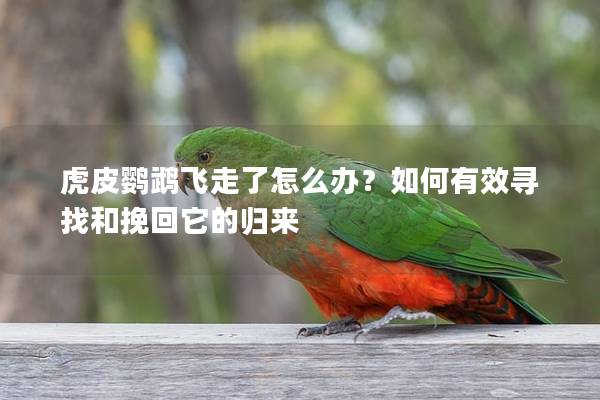 虎皮鹦鹉飞走了怎么办？如何有效寻找和挽回它的归来