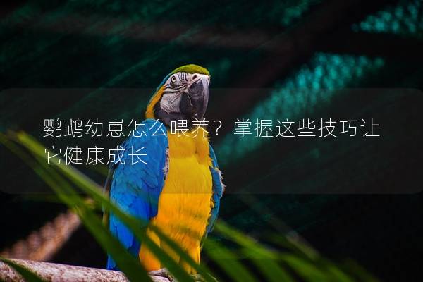 鹦鹉幼崽怎么喂养？掌握这些技巧让它健康成长