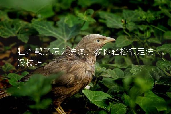 牡丹鹦鹉怎么洗澡，教你轻松搞定洗澡技巧