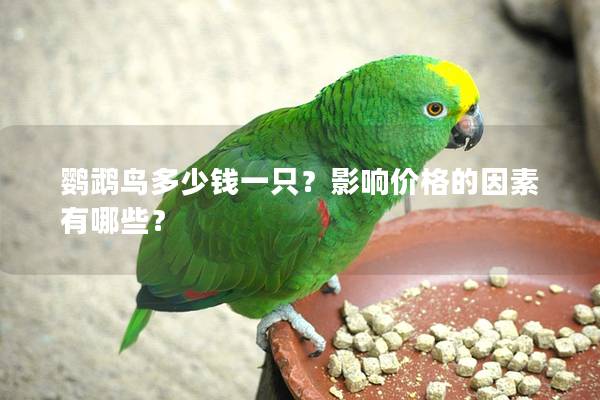 鹦鹉鸟多少钱一只？影响价格的因素有哪些？