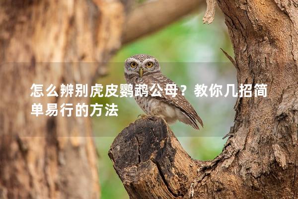 怎么辨别虎皮鹦鹉公母？教你几招简单易行的方法