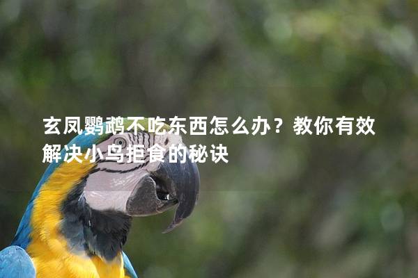 玄凤鹦鹉不吃东西怎么办？教你有效解决小鸟拒食的秘诀
