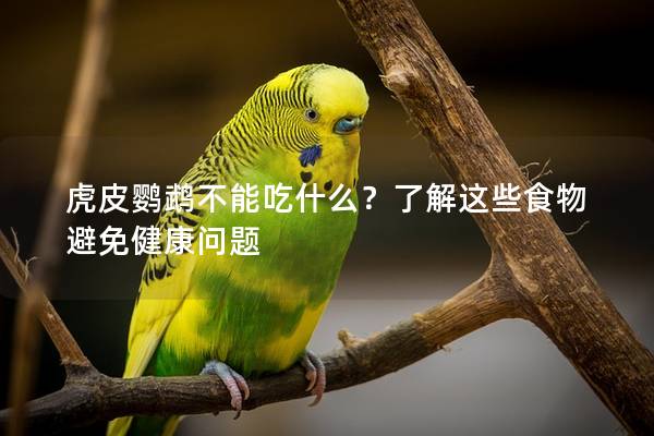 虎皮鹦鹉不能吃什么？了解这些食物避免健康问题
