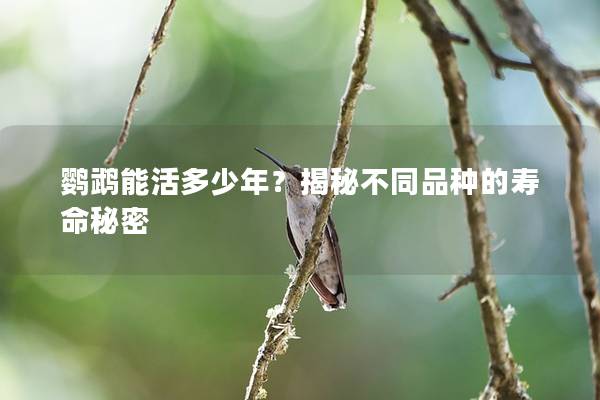 鹦鹉能活多少年？揭秘不同品种的寿命秘密