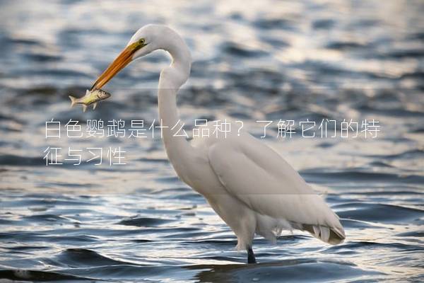 白色鹦鹉是什么品种？了解它们的特征与习性