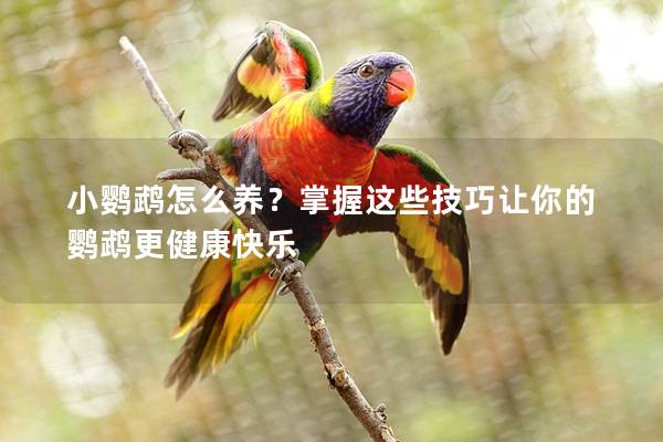 小鹦鹉怎么养？掌握这些技巧让你的鹦鹉更健康快乐