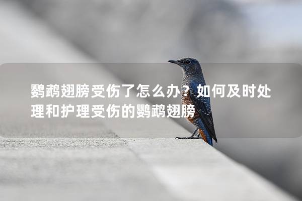 鹦鹉翅膀受伤了怎么办？如何及时处理和护理受伤的鹦鹉翅膀