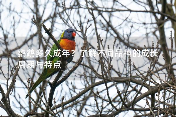 鹦鹉多久成年？了解不同品种的成长周期与特点