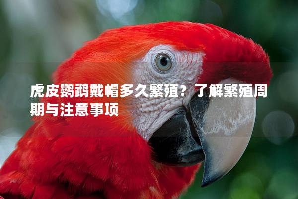 虎皮鹦鹉戴帽多久繁殖？了解繁殖周期与注意事项