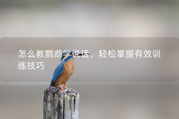 怎么教鹦鹉学说话，轻松掌握有效训练技巧