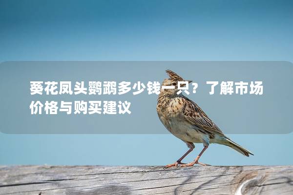 葵花凤头鹦鹉多少钱一只？了解市场价格与购买建议