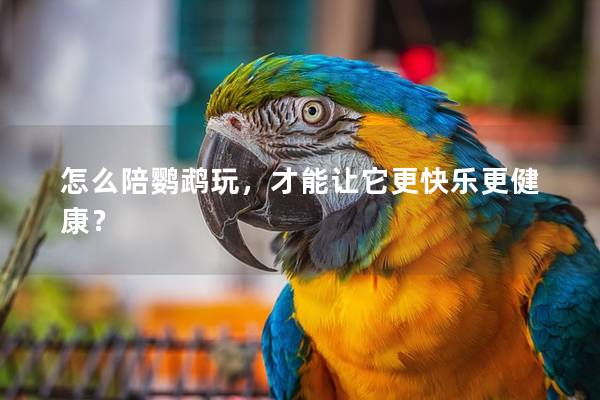 怎么陪鹦鹉玩，才能让它更快乐更健康？