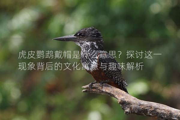 虎皮鹦鹉戴帽是什么意思？探讨这一现象背后的文化寓意与趣味解析
