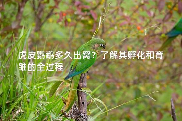 虎皮鹦鹉多久出窝？了解其孵化和育雏的全过程