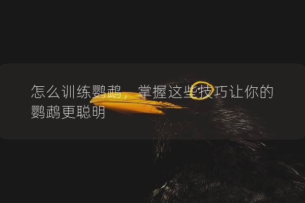 怎么训练鹦鹉，掌握这些技巧让你的鹦鹉更聪明