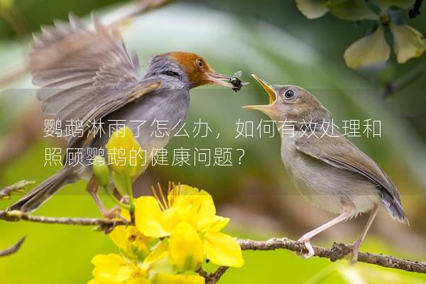 鹦鹉淋雨了怎么办，如何有效处理和照顾鹦鹉的健康问题？