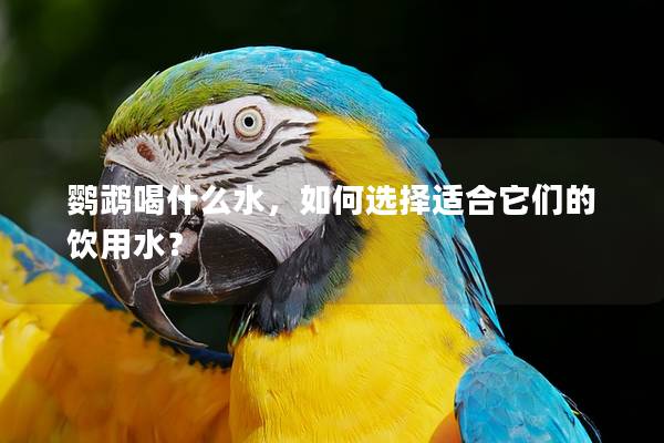 鹦鹉喝什么水，如何选择适合它们的饮用水？