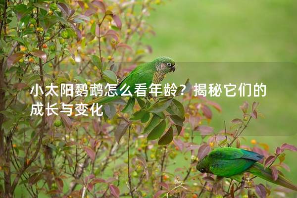 小太阳鹦鹉怎么看年龄？揭秘它们的成长与变化