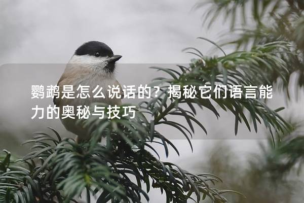 鹦鹉是怎么说话的？揭秘它们语言能力的奥秘与技巧