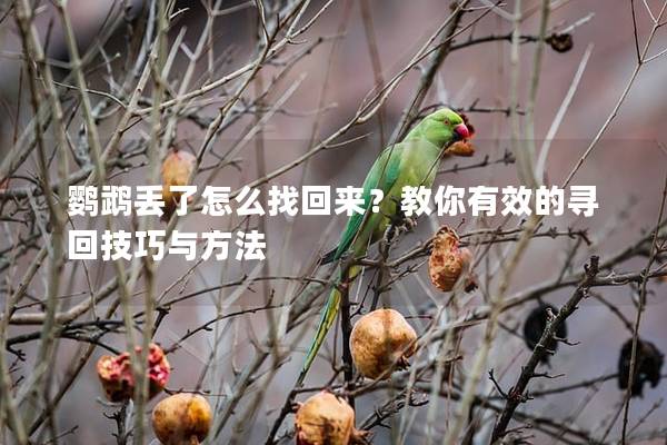 鹦鹉丢了怎么找回来？教你有效的寻回技巧与方法