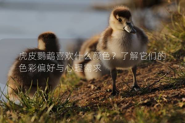 虎皮鹦鹉喜欢什么颜色？了解它们的色彩偏好与心理需求