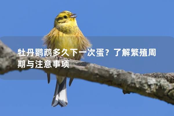 牡丹鹦鹉多久下一次蛋？了解繁殖周期与注意事项