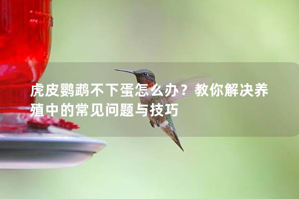 虎皮鹦鹉不下蛋怎么办？教你解决养殖中的常见问题与技巧