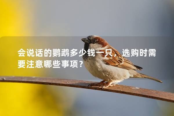 会说话的鹦鹉多少钱一只，选购时需要注意哪些事项？