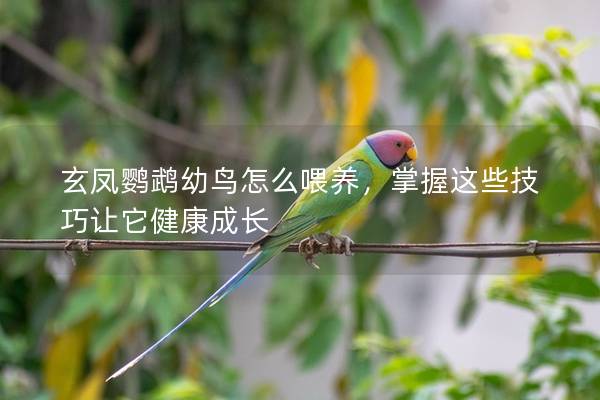 玄凤鹦鹉幼鸟怎么喂养，掌握这些技巧让它健康成长