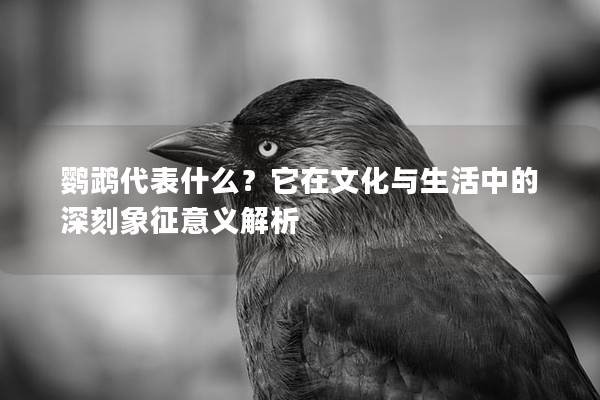鹦鹉代表什么？它在文化与生活中的深刻象征意义解析