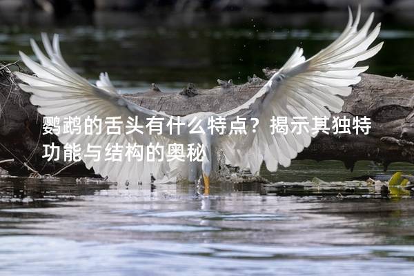 鹦鹉的舌头有什么特点？揭示其独特功能与结构的奥秘