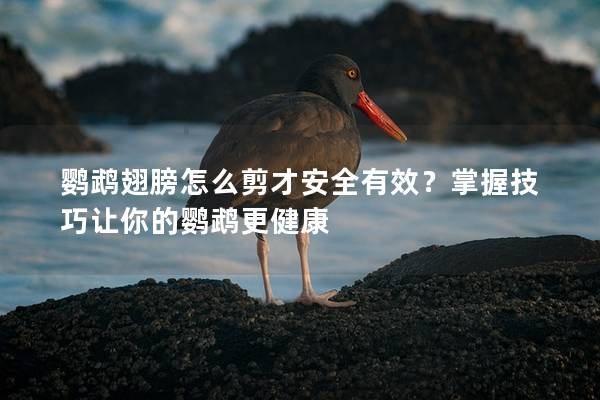 鹦鹉翅膀怎么剪才安全有效？掌握技巧让你的鹦鹉更健康