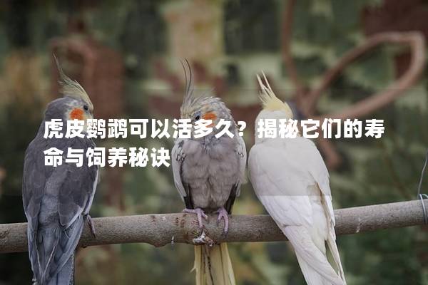 虎皮鹦鹉可以活多久？揭秘它们的寿命与饲养秘诀