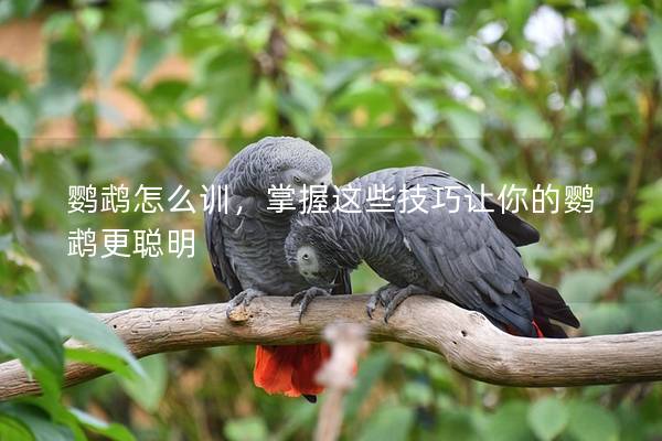 鹦鹉怎么训，掌握这些技巧让你的鹦鹉更聪明