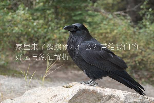 家里来了鹦鹉预示什么？带给我们的好运与象征解析