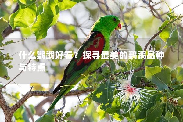 什么鹦鹉好看？探寻最美的鹦鹉品种与特点
