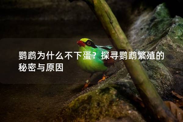 鹦鹉为什么不下蛋？探寻鹦鹉繁殖的秘密与原因