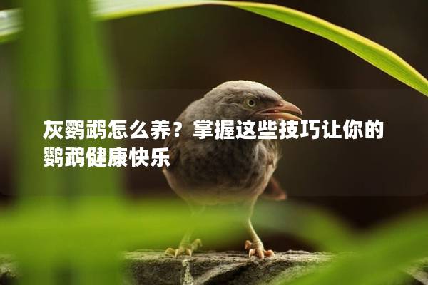 灰鹦鹉怎么养？掌握这些技巧让你的鹦鹉健康快乐