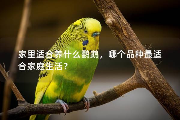 家里适合养什么鹦鹉，哪个品种最适合家庭生活？