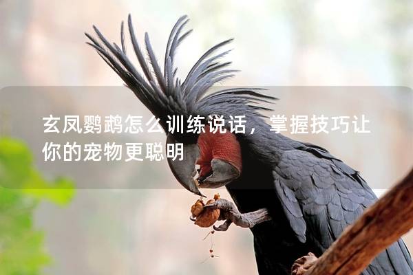 玄凤鹦鹉怎么训练说话，掌握技巧让你的宠物更聪明