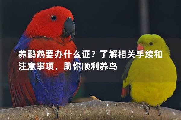 养鹦鹉要办什么证？了解相关手续和注意事项，助你顺利养鸟