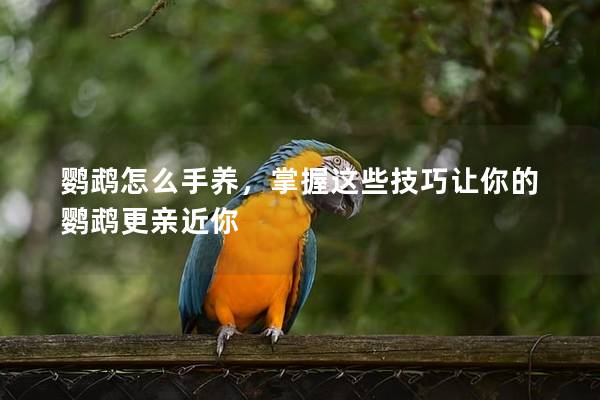 鹦鹉怎么手养，掌握这些技巧让你的鹦鹉更亲近你
