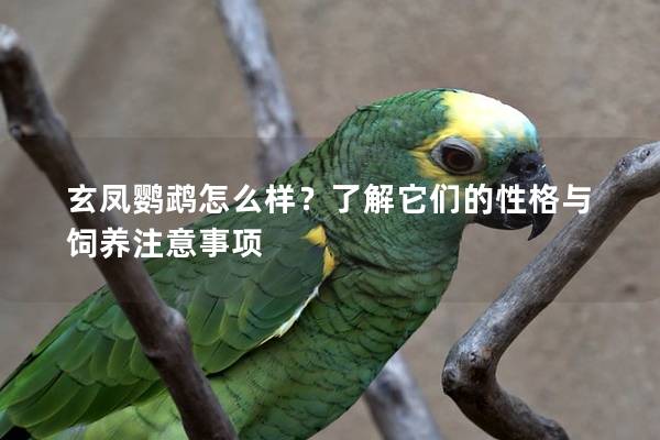 玄凤鹦鹉怎么样？了解它们的性格与饲养注意事项