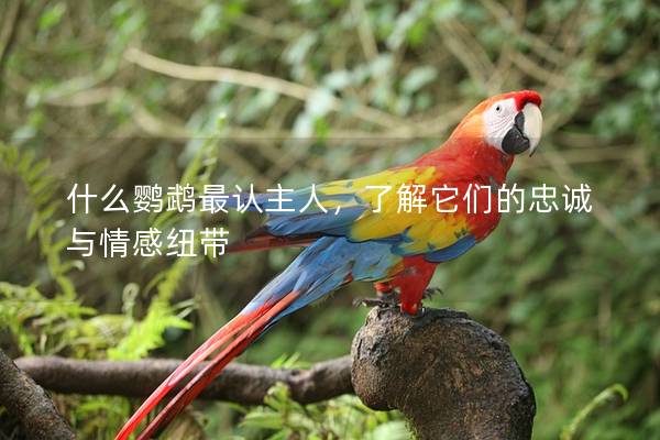 什么鹦鹉最认主人，了解它们的忠诚与情感纽带