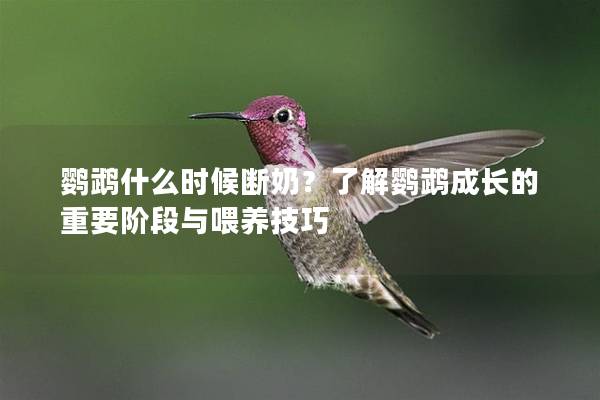 鹦鹉什么时候断奶？了解鹦鹉成长的重要阶段与喂养技巧