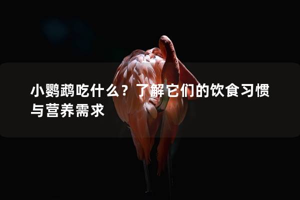小鹦鹉吃什么？了解它们的饮食习惯与营养需求