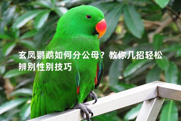玄凤鹦鹉如何分公母？教你几招轻松辨别性别技巧