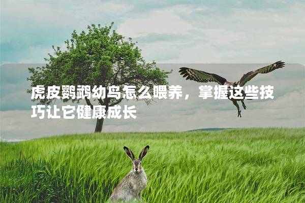 虎皮鹦鹉幼鸟怎么喂养，掌握这些技巧让它健康成长