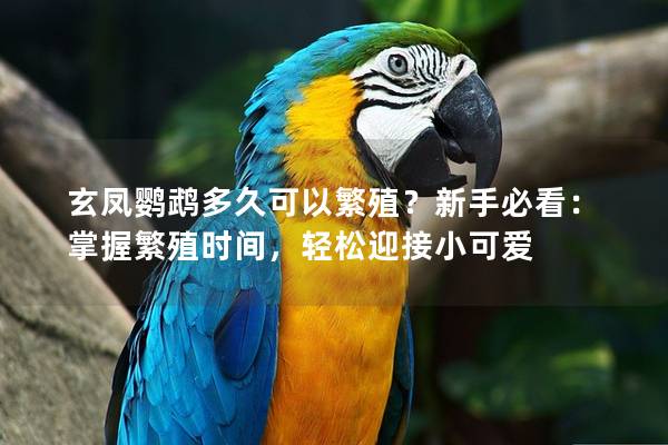 玄凤鹦鹉多久可以繁殖？新手必看：掌握繁殖时间，轻松迎接小可爱